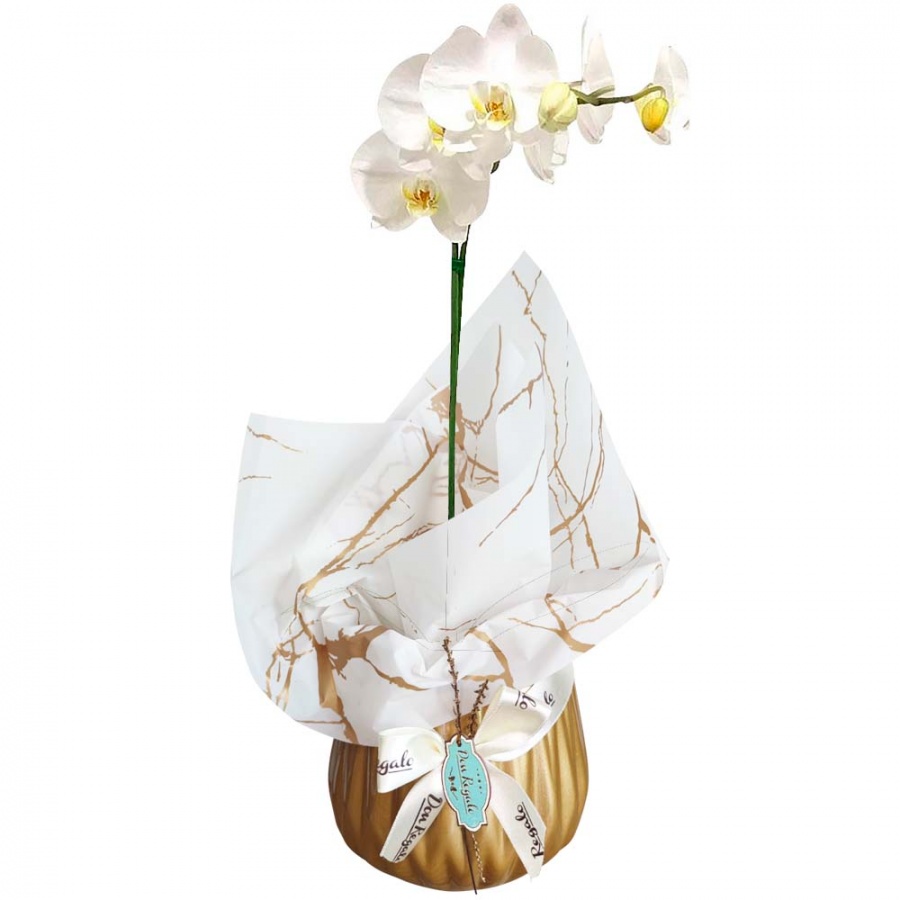 Tips: Conoce el significado de las flores para cada ocasión