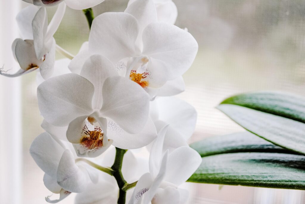 ¿Por qué regalar orquídeas?: Elegancia y Significado