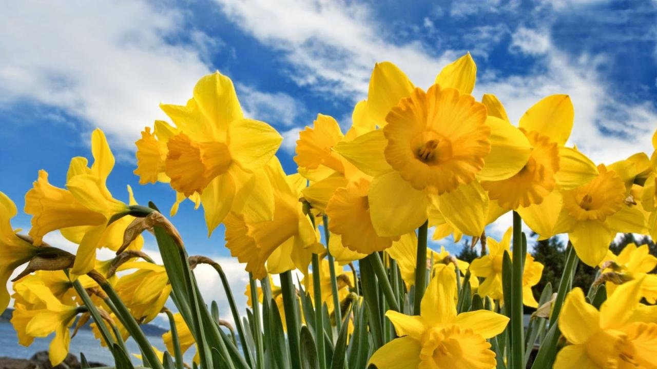 ¡Ya se acerca El día de las Flores Amarillas!