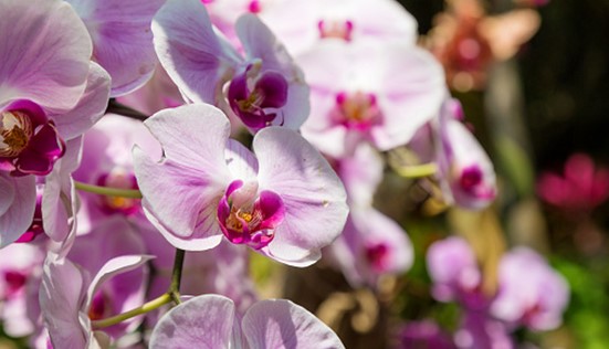¿Por qué regalar orquídeas?: Elegancia y Significado