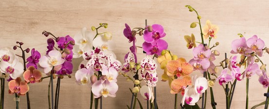 ¿Por qué regalar orquídeas?: Elegancia y Significado