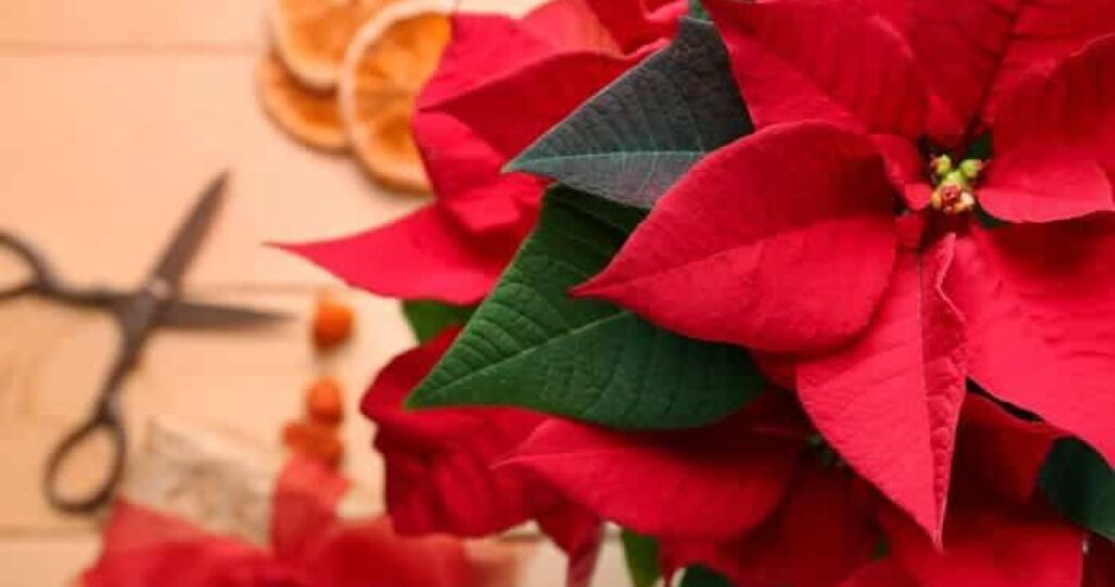 La belleza de los regalos Florales en Navidad: Magia, fragancia y emoción