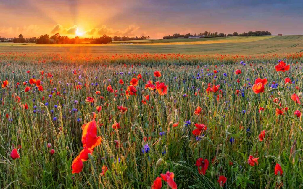 Explorando la elegancia floral: Los mejores arreglos florales para iluminar tu verano