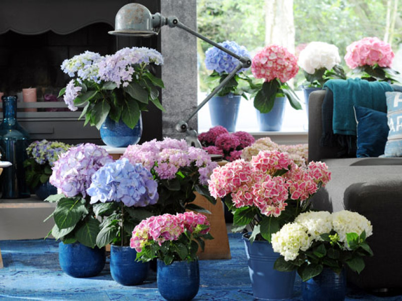 Explorando la elegancia floral: Los mejores arreglos florales para iluminar tu verano